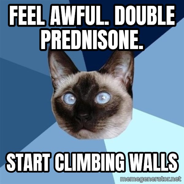 Chronic Illness Cat meme: Feel awful. Double Prednisone. / Start climbing walls