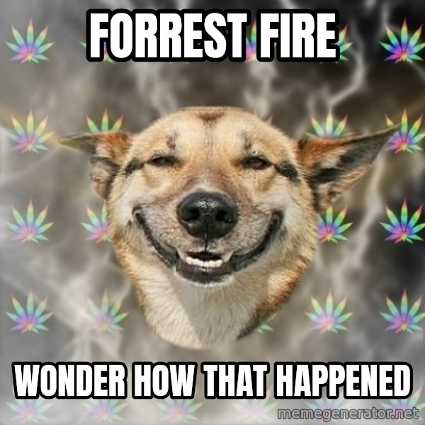 Stoner Dog meme: forrest fire / wonder how that happened