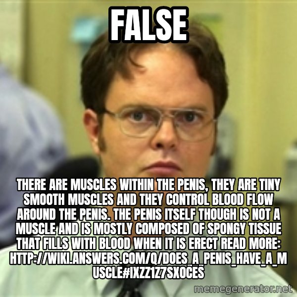 Dwight Meme meme: False / There are muscles within the penis, they are TINY smooth muscles and they control blood flow around the penis. The penis itself though is not a muscle and is mostly composed of spongy tissue that fills with blood when it is erect  Read more: http://wiki.answers.com/Q/Does_a_penis_have_a_muscle#ixzz1Z7sXoCes