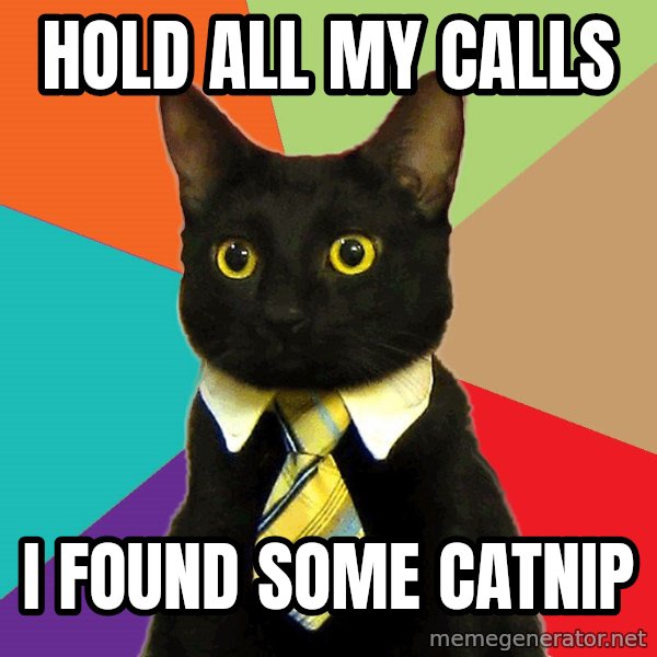 Business Cat meme: Hold all my calls / i found some catnip