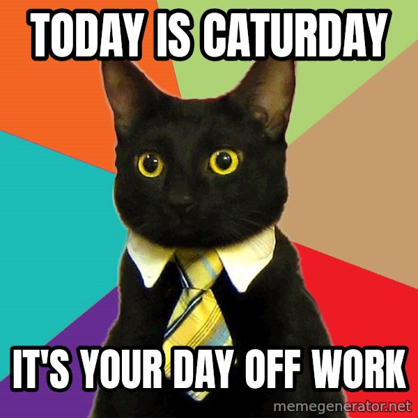 Business Cat meme: today is caturday / it's your day off work