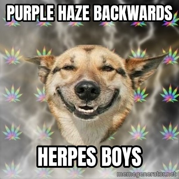 Stoner Dog meme: Purple haze backwards / HErpes boys