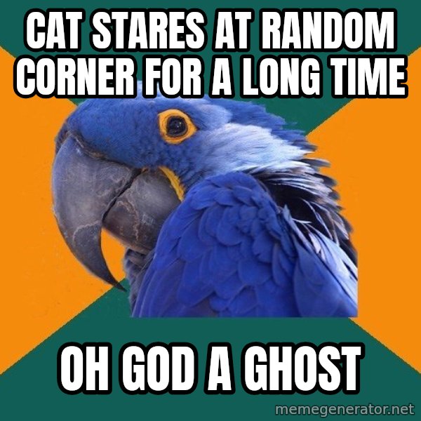 Paranoid Parrot meme: cat stares at random corner for a long time / oh god a ghost
