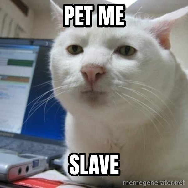 Serious Cat meme: pet me / slave