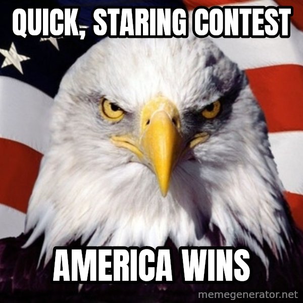 American Pride Eagle meme: Quick, staring contest / america wins