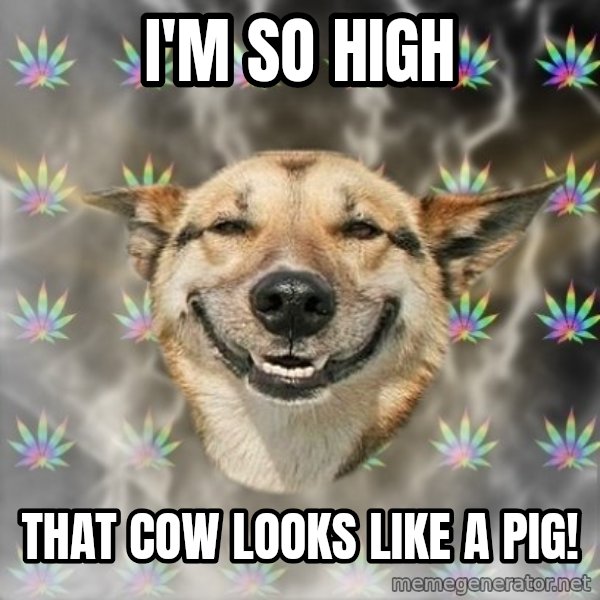 Stoner Dog meme: I'm so high / that cow looks like a pig!