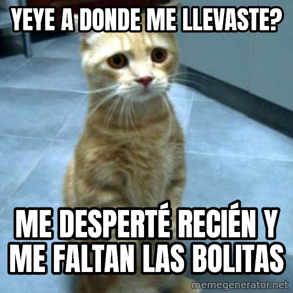 Sad Kitty meme: yeye a donde me llevaste? / me desperté recién y me faltan las bolitas
