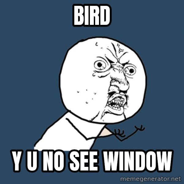 Y U No meme: bird / y u no see window