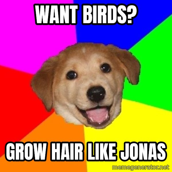 Advice Dog meme: want birds? / grow hair like jonas