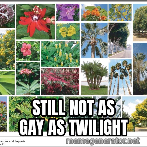 imageboard meme: Still not as gay as twilight