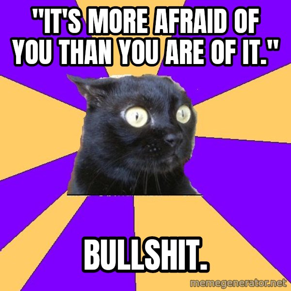 Anxiety Cat meme: "it's more afraid of you than you are of it." / BULLSHIT.