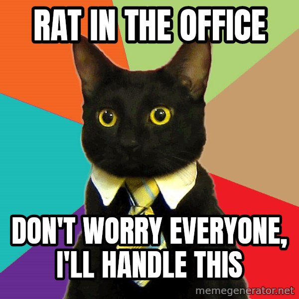 Business Cat meme: rat in the office / don't worry everyone, i'll handle this