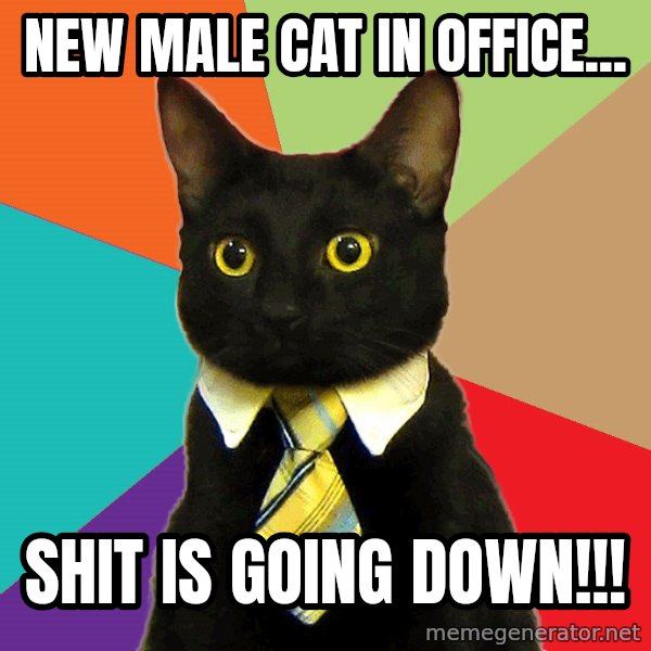 Business Cat meme: New Male cat in office... / SHIT IS GOING DOWN!!!