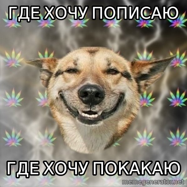 Stoner Dog meme: где хочу пописаю / где хочу покакаю
