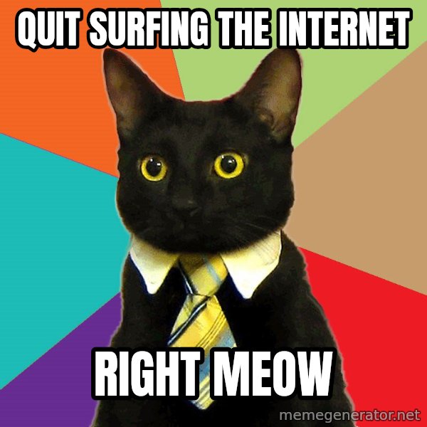 Business Cat meme: quit surfing the internet / right meow