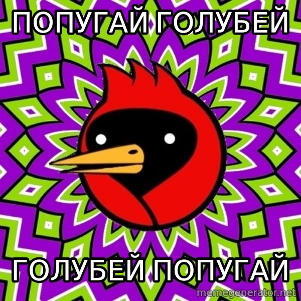 Omsk Crow meme: Попугай голубей / Голубей попугай