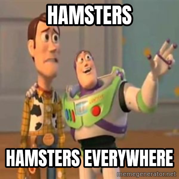 X, X Everywhere  meme: hamsters / hamsters everywhere