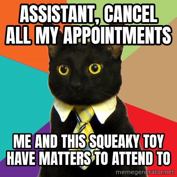 Business Cat meme: assistant, cancel all my appointments / me and this squeaky toy have matters to attend to