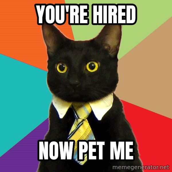 Business Cat meme: you're hired / now pet me