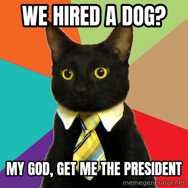 Business Cat meme: We hired a dog? / my god, get me the president