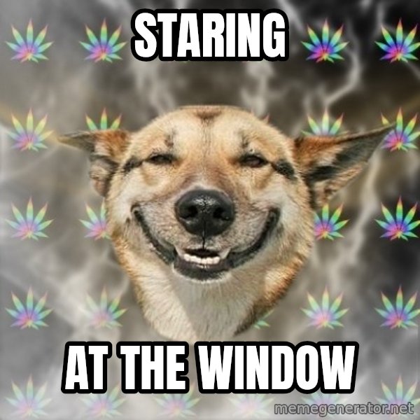 Stoner Dog meme: Staring / At the window