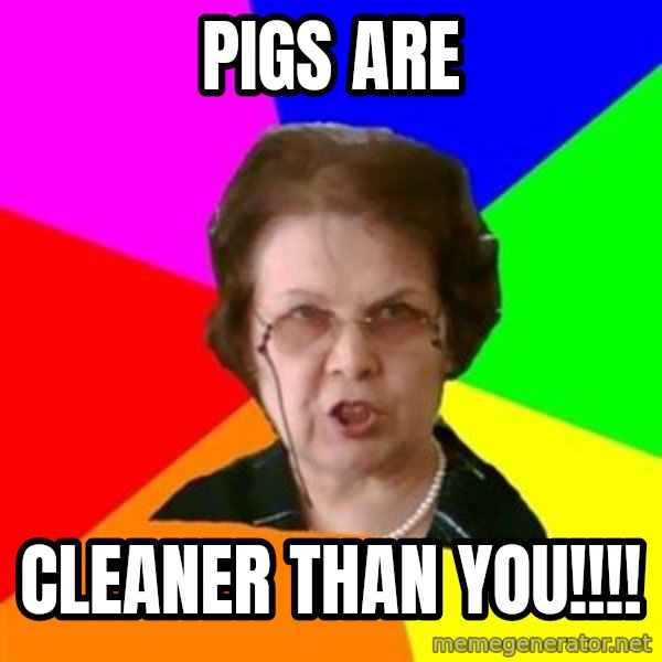 teacher meme: Pigs are / cleaner than you!!!!