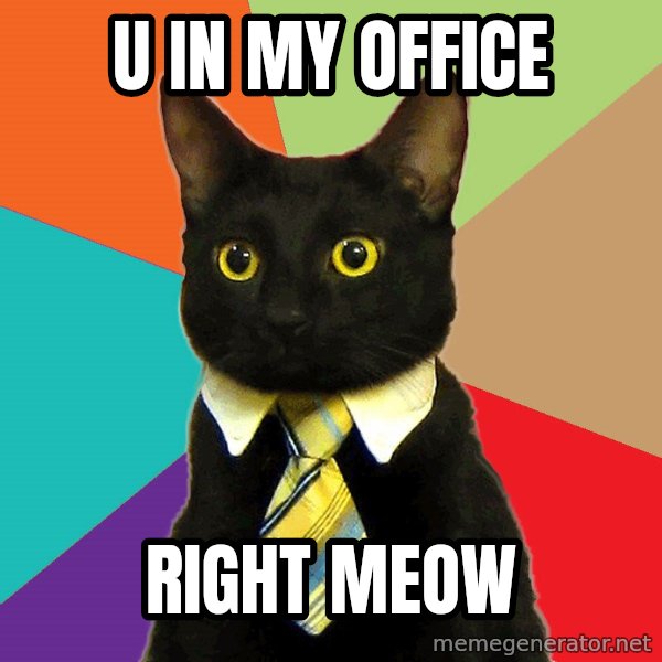 Business Cat meme: u in my office / right meow