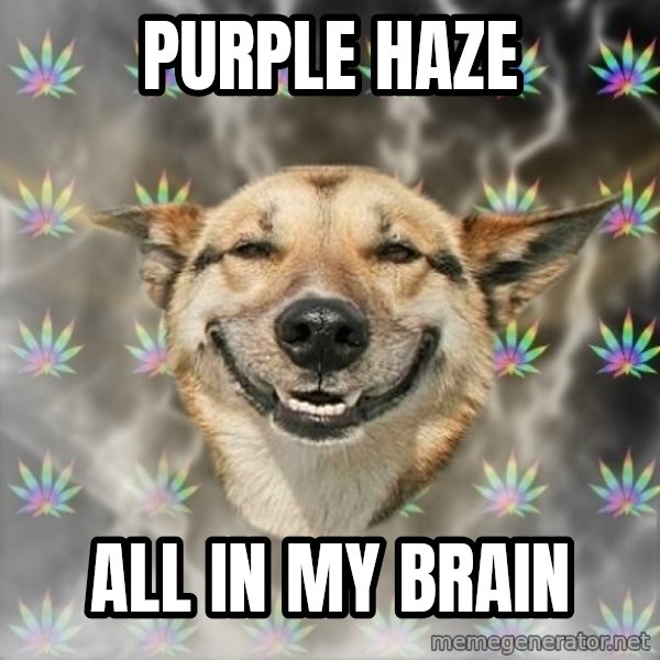 Stoner Dog meme: purple haze / all in my brain