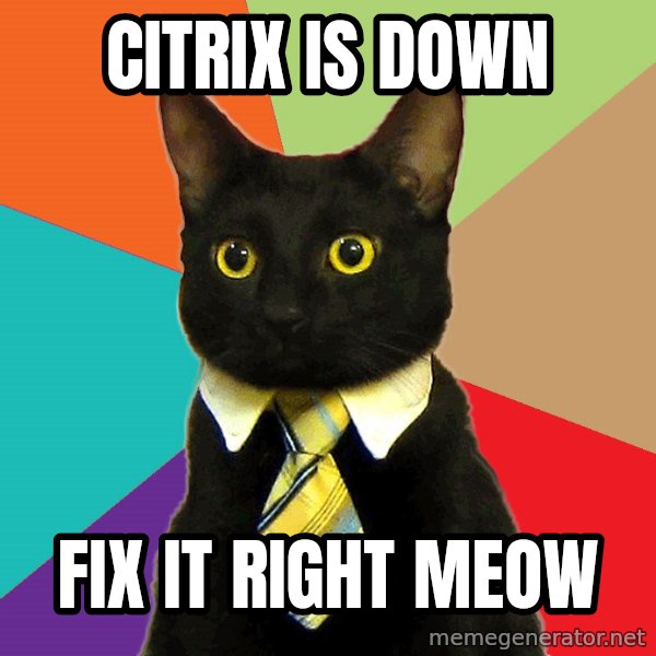 Business Cat meme: Citrix is down / fix it right meow