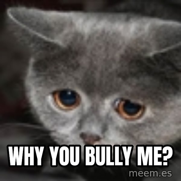 sad cat meme: Why you bully me?