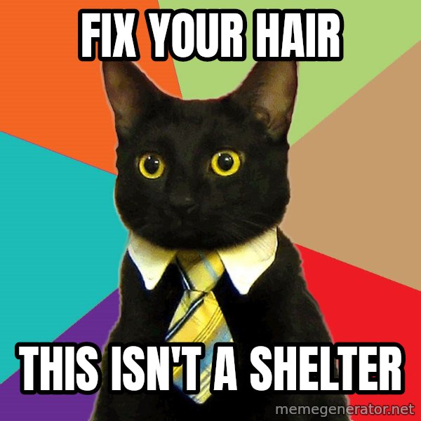 Business Cat meme: FIX YOUR HAIR / THIS ISN'T A SHELTER