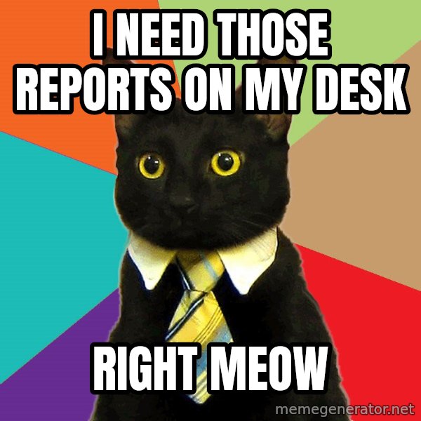 Business Cat meme: I need those reports on my desk / right meow
