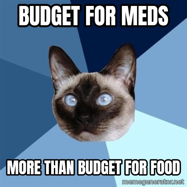 Chronic Illness Cat meme: Budget for Meds / More than Budget for Food