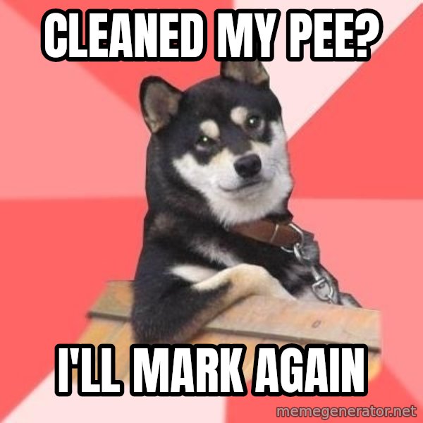 Cool Dog meme: cleaned my pee? / i'll mark again