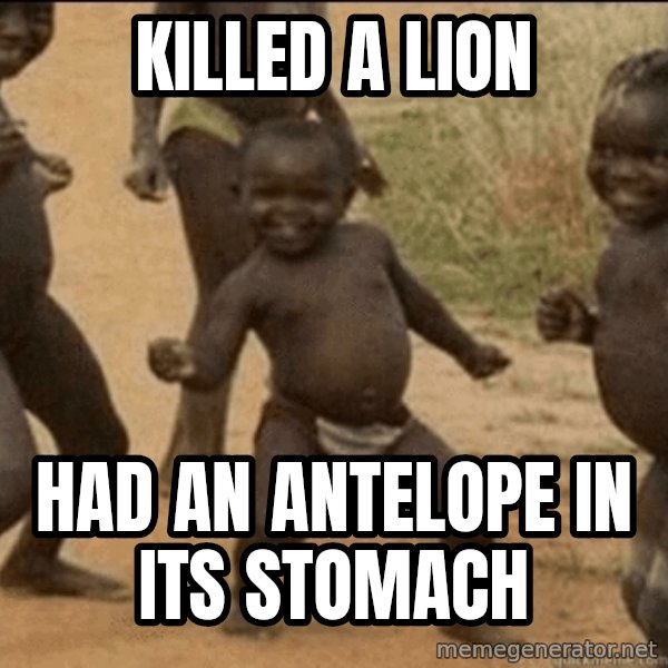 Third World Success meme: killed a lion / had an antelope in its stomach