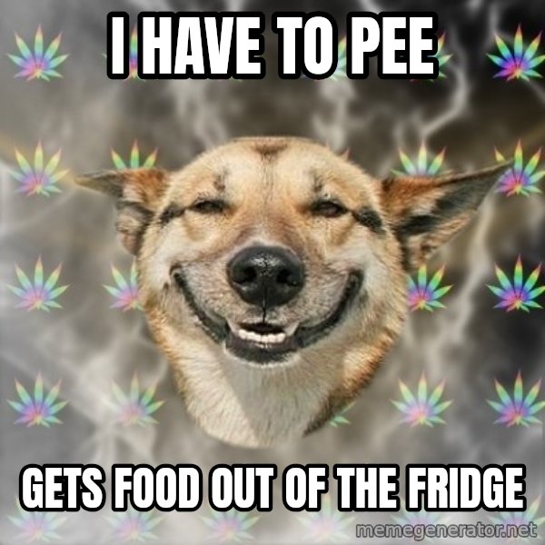 Stoner Dog meme: i have to pee / gets food out of the fridge
