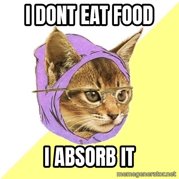 Hipster Kitty meme: i dont eat food / i ABSORB it