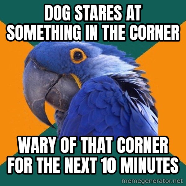 Paranoid Parrot meme: Dog stares at something in the corner / wary of that corner for the next 10 minutes