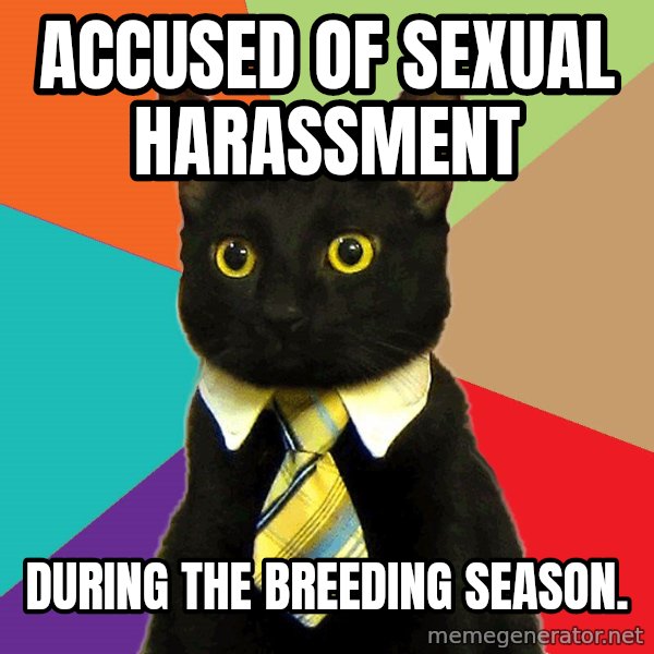 Business Cat meme: Accused of sexual harassment / during the breeding season.