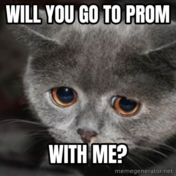 Sadcat meme: will you go to prom / with me?