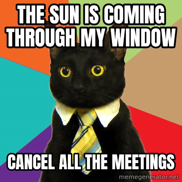 Business Cat meme: the sun is coming through my window / cancel all the meetings