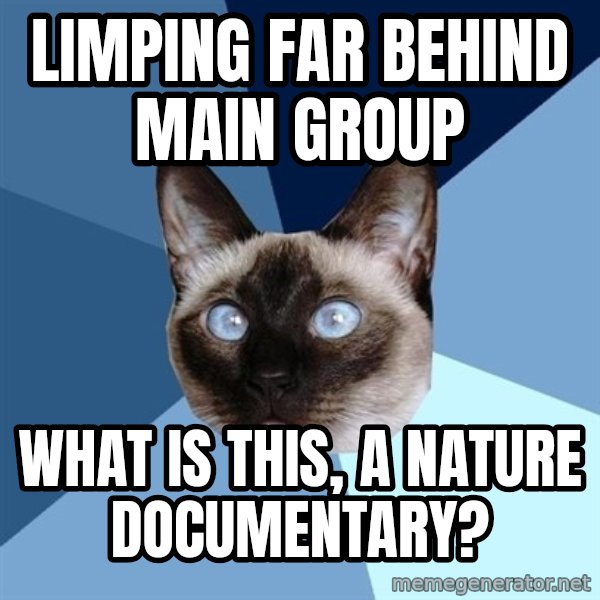 Chronic Illness Cat meme: Limping far behind main group / What is this, a nature documentary?