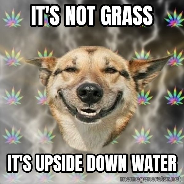 Stoner Dog meme: It's not grass / it's upside down water