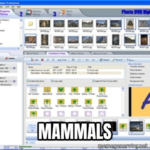 Maker meme: MAMMALS