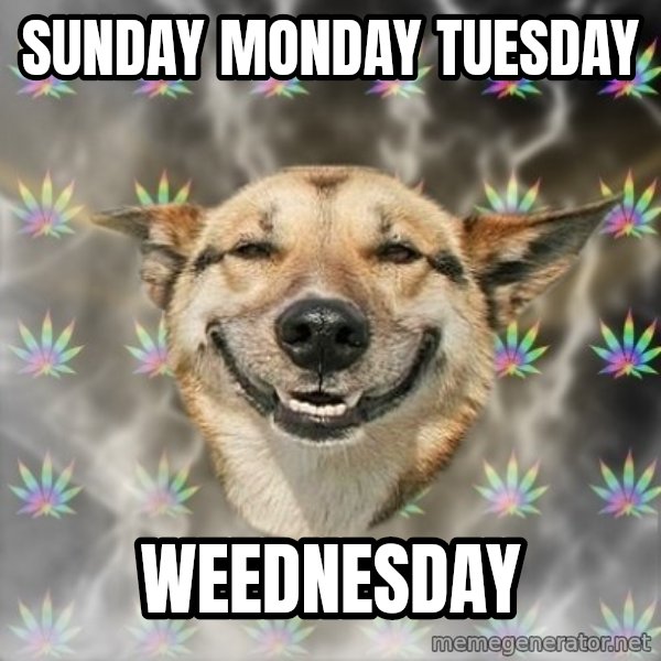 Stoner Dog meme: SUNDAY monday tuesday / weednesday