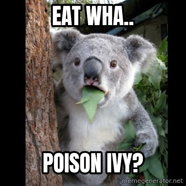Koala can't believe it meme: eat WhA.. / POISON Ivy?