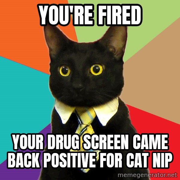 Business Cat meme: You're Fired / Your Drug Screen came back positive for Cat Nip