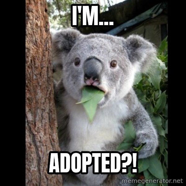 Koala can't believe it meme: i'm... / adopted?!