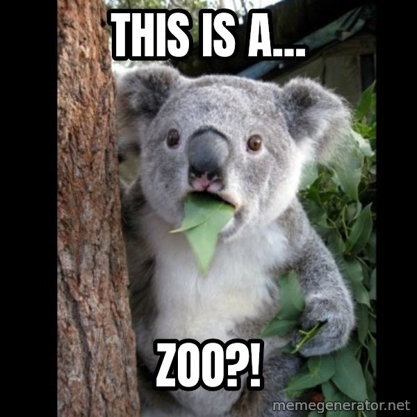 Koala can't believe it meme: This is a... / Zoo?!