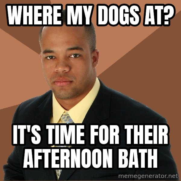 Successful Black Man meme: where my dogs at? / it's time for their afternoon bath
